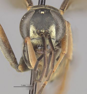 Media type: image;   Entomology 26648 Aspect: head frontal view